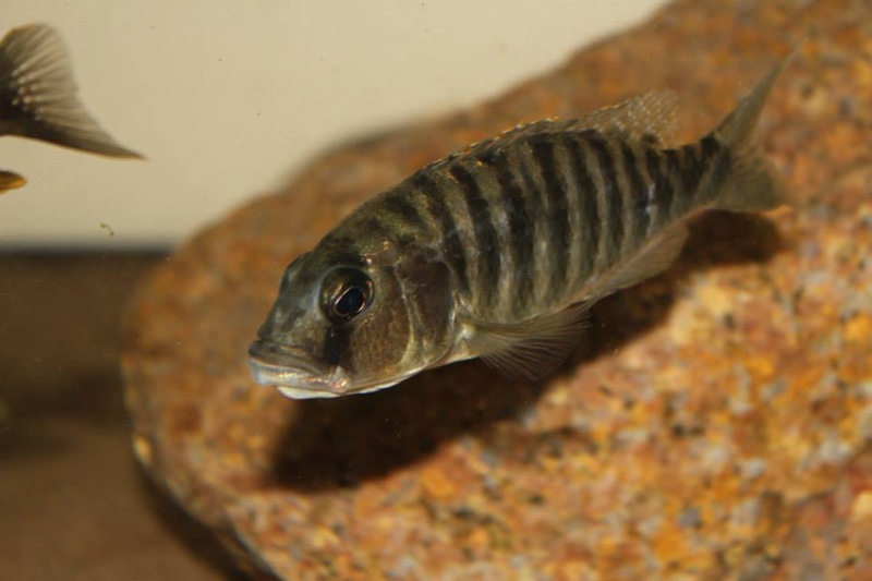 Sciaenochromis sp. 'nyassae' Liwani